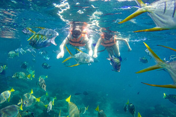 Half Day Cabo Snorkel Adventure with Lunch and Open Bar - When the snorkel day gets weird, here’s what to watch for