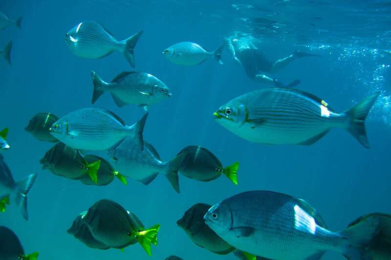 Half Day Guided Snorkel Tour in Los Cabos - Key points before you go