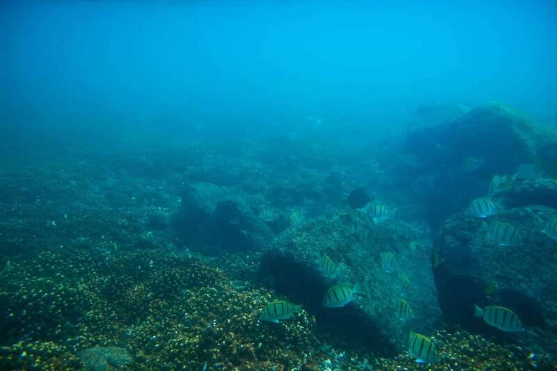 Half Day Guided Snorkel Tour in Los Cabos - Chileno Bay: tidal pools, a finger reef, and the “first time it clicks” moment