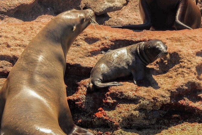 holy spirit island tour - Price and value: what $131.14 covers for a full La Paz day