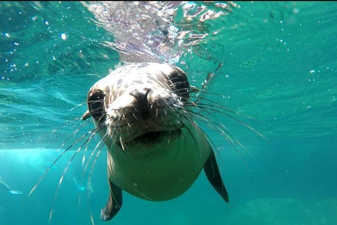holy spirit island tour - The sea lion swim: what you get for your time in the water