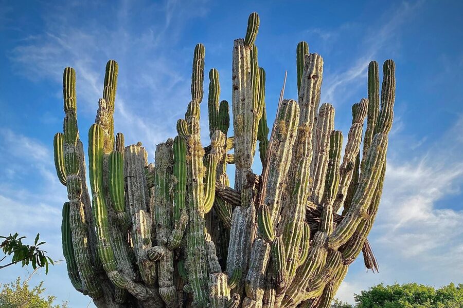Horse Back Ridding Tour on the Pacific Ocean & Desert - What to Expect at the Stop: The Playa Migríño Flow