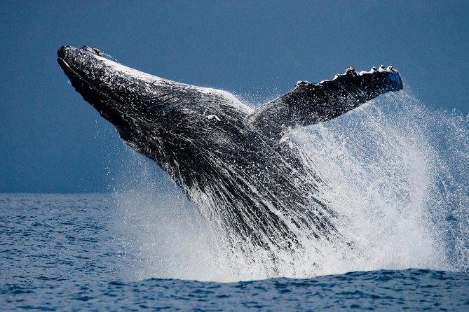Humpback Whales in Cabo San Lucas - What It’s Like to Watch Humpback Whales Up Close