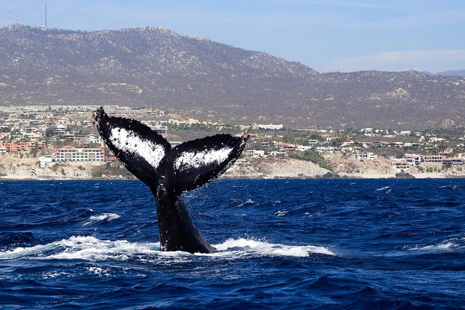 Humpback Whales in Cabo San Lucas - Sea Conditions, Seasickness, and the Best Departure Times