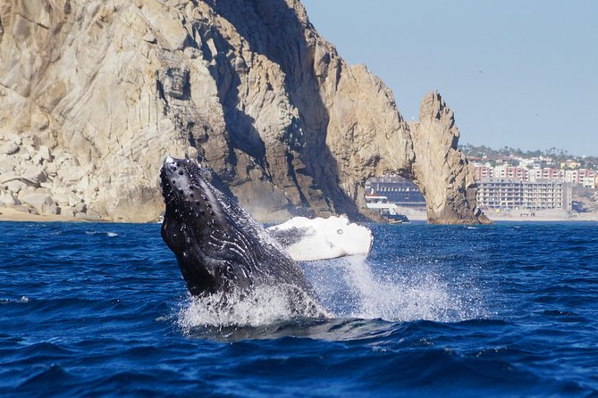 Humpback Whales in Cabo San Lucas - The Onboard Marine Biologist: What You Actually Learn