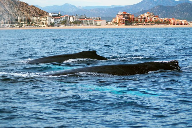 Humpback Whales in Cabo San Lucas - The Price, the Value, and What You Still Might Pay For