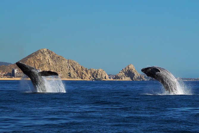 Humpback Whales in Cabo San Lucas - Who Should Book This Whale Watching Tour (and Who Should Consider Another Option)