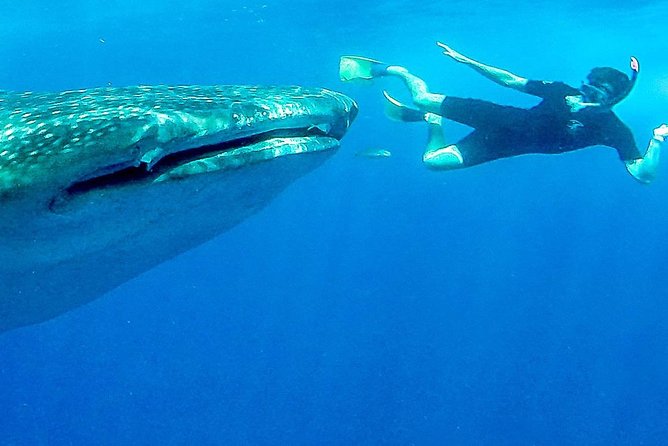 Intimate Eco-Friendly Whale Shark Encounter - Premium Service - Boat ride briefings, sanctuary respect, and staying safe with life vests