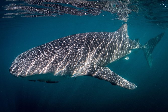 Intimate Eco-Friendly Whale Shark Encounter - Premium Service - Snacks, purified water, and the no single-use plastic touch
