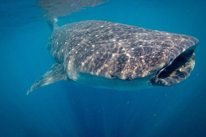 Intimate Eco-Friendly Whale Shark Encounter - Premium Service - Guides, captains, and the included photo and video moment