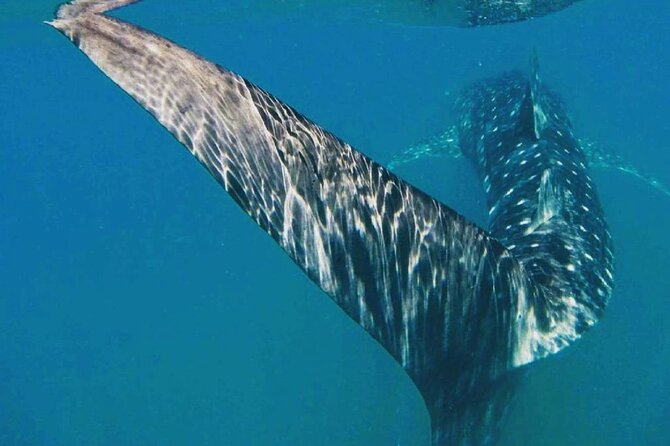 Intimate Eco-Friendly Whale Shark Encounter - Premium Service - Price and value: why $268.24 makes sense for VIP whale shark time