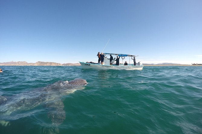 Intimate Eco-Friendly Whale Shark Encounter - Premium Service - Who this whale shark snorkeling tour fits best, and who should rethink it