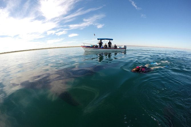 Intimate Eco-Friendly Whale Shark Encounter - Premium Service - Should you book this intimate whale shark encounter in La Paz?