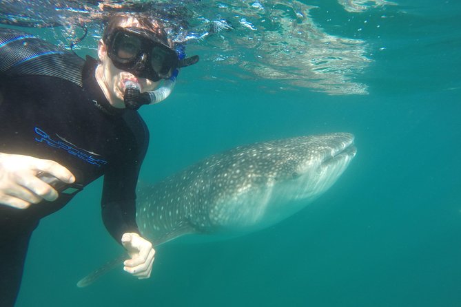Intimate Eco-Friendly Whale Shark Encounter - Premium Service - FAQ