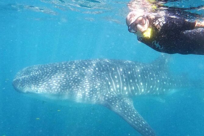Intimate Eco-Friendly Whale Shark Encounter - Premium Service - Private swim sessions next to whale sharks, 2 to 3 times when conditions allow