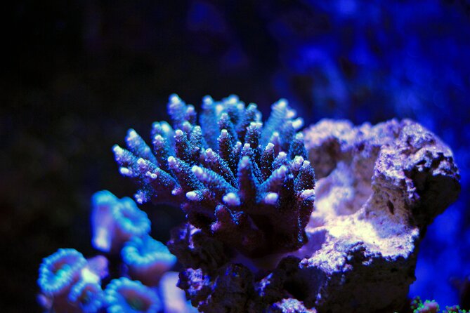 La Paz: Coral Farm Snorkel Tour - Coral restoration in La Paz, explained before you start floating