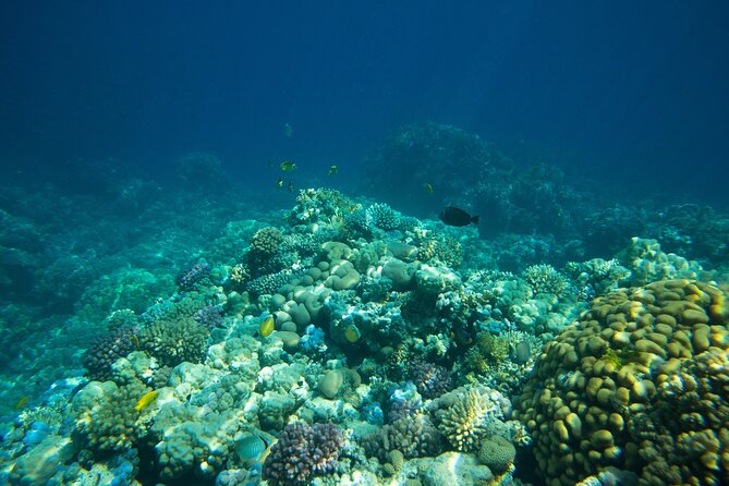 La Paz: Coral Farm Snorkel Tour - Nursery snorkeling: what coral incubation beds feel like underwater