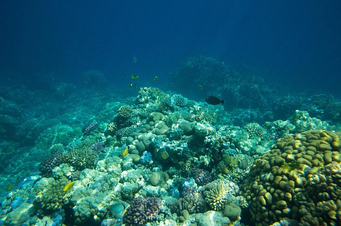 La Paz: Coral Farm Snorkel Tour - Price and value for a 2-hour guided snorkeling tour