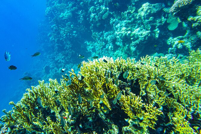 La Paz: Coral Farm Snorkel Tour - Group size matters more than you think (up to 13)