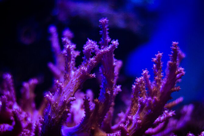 La Paz: Coral Farm Snorkel Tour - The coral talk: the best reason to pay attention