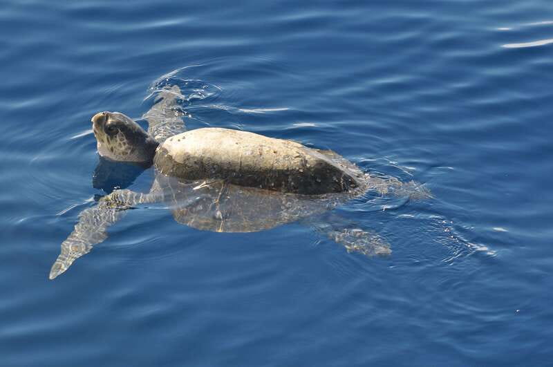La Paz: Espiritu Santo Island Tour - Getting out of La Paz fast, and in comfort