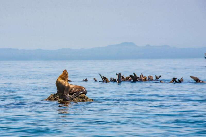La Paz: Espiritu Santo Island Tour - El Corralito beach and reef time, with real swimming
