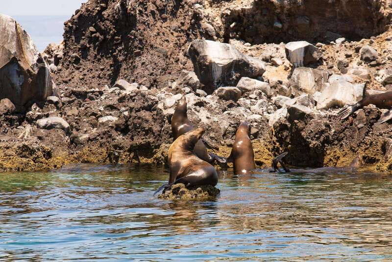La Paz: Espiritu Santo Island Tour - What you actually get for $128 (and why it can be good value)