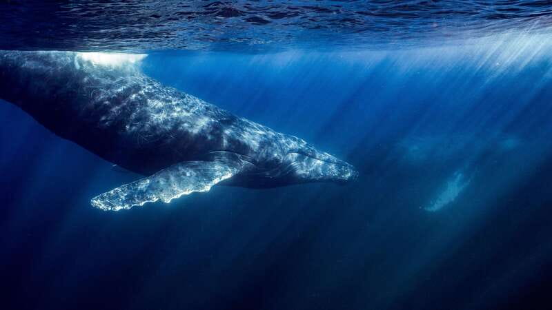 La Paz or La Ventana: Ocean Safari - Key things I think you should know