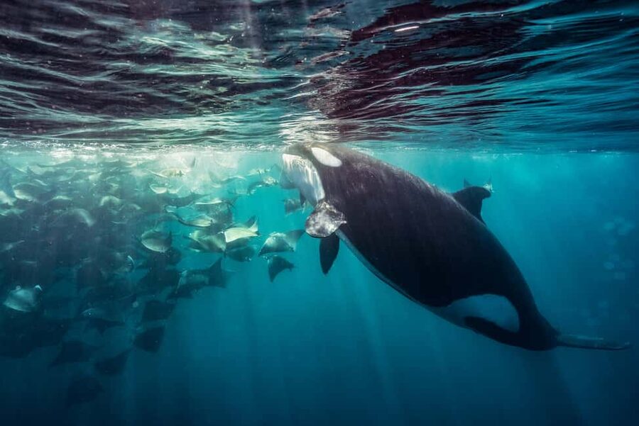 La Paz or La Ventana: Ocean Safari - How the 8:00 AM ocean day actually feels