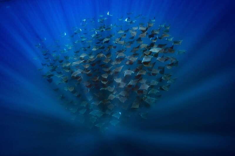 La Paz or La Ventana: Ocean Safari - Getting in the water: what you need to be comfortable with