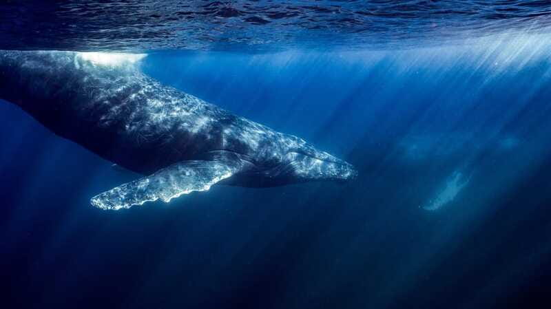 La Paz or La Ventana: Ocean Safari - The boat experience: shaded panga, calm handling, and small-group control