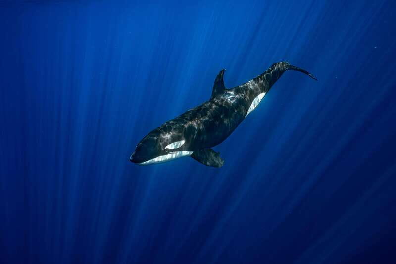 La Paz or La Ventana: Ocean Safari - Guides make or break it, and this one can be excellent