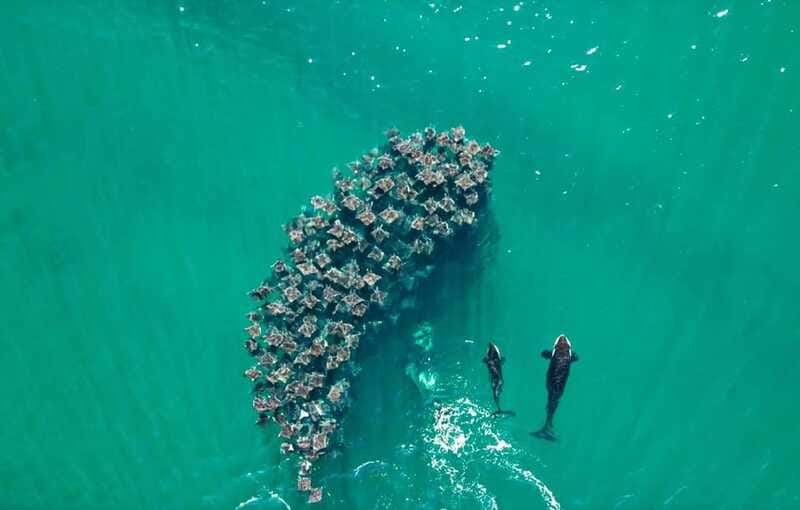 La Paz or La Ventana: Ocean Safari - Safety and wildlife ethics: what you can expect to be enforced