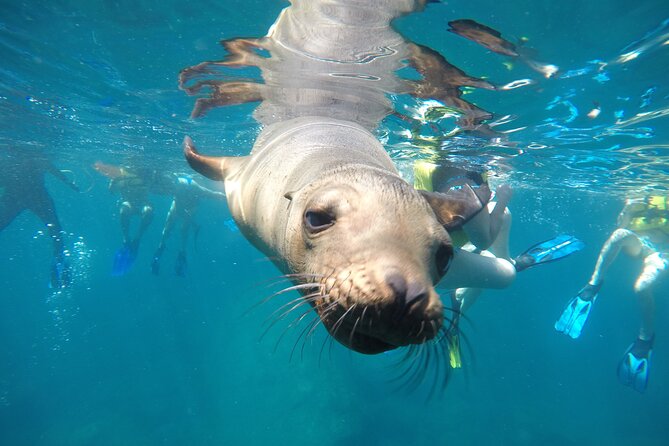 La Paz Whale Shark & Sea Lion Snorkeling + Balandra Tour - Why this 6-hour La Paz combo feels special (whale sharks, sea lions, and Balandra)