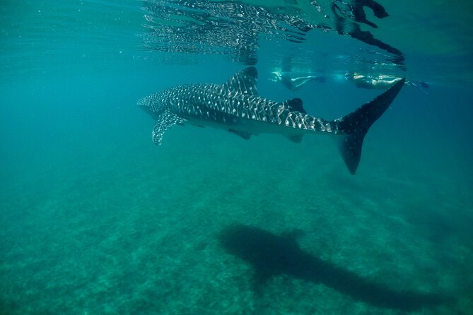 La Paz Whale Shark & Sea Lion Snorkeling + Balandra Tour - Key points to know before you go