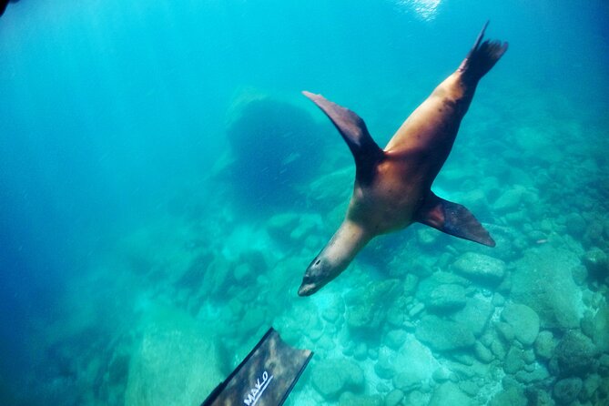 La Paz Whale Shark & Sea Lion Snorkeling + Balandra Tour - The boat turn system: a small logistical detail that affects your whole day