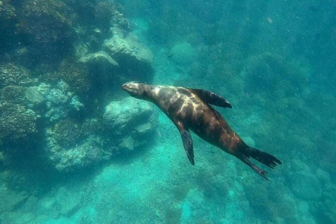 La Paz Whale Shark & Sea Lion Snorkeling + Balandra Tour - Whale shark swim: how to make the most of a rare encounter