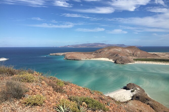 La Paz Whale Shark & Sea Lion Snorkeling + Balandra Tour - The animal encounters feel close, not rushed