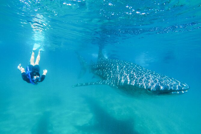La Paz Whale Shark Snorkeling Tour and Lunch From Los Cabos - Key things that make this tour stand out