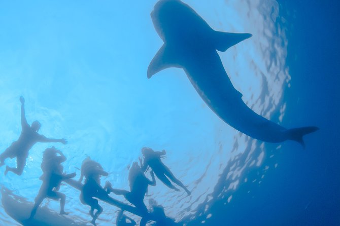 La Paz Whale Shark Snorkeling Tour and Lunch From Los Cabos - Price and logistics: what $259 really covers