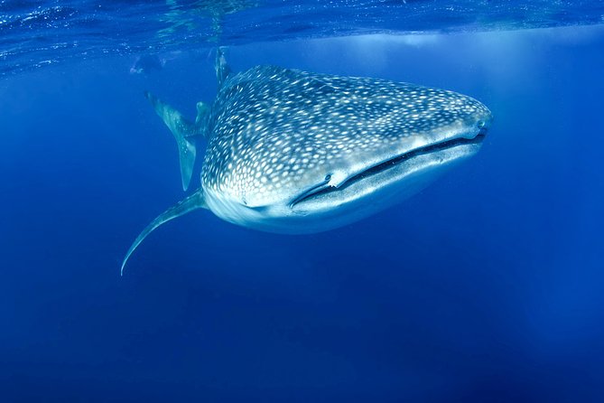 La Paz Whale Shark Snorkeling Tour and Lunch From Los Cabos - In the water with gentle giants: what snorkeling feels like
