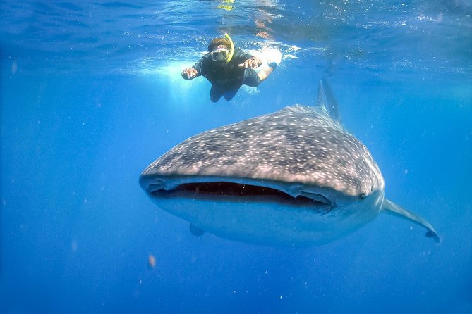 La Paz Whale Shark Snorkeling Tour and Lunch From Los Cabos - Safety and comfort details that actually matter