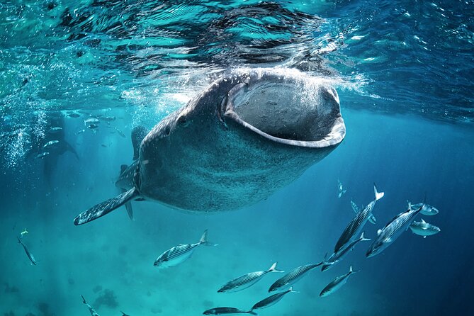 La Paz Whale Shark Snorkeling Tour and Lunch From Los Cabos - Weather reality check: why this tour can change fast