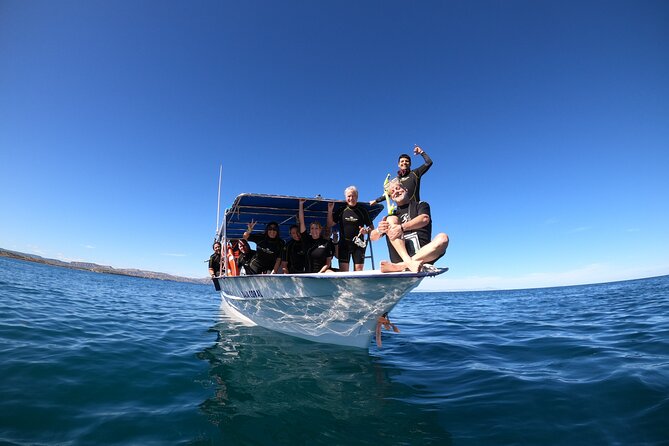 La Paz Whale Shark Snorkeling Tour and Lunch From Los Cabos - Booking tip: reserve early to improve your odds