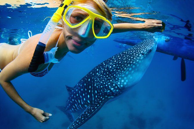 La Paz Whale Shark Snorkeling Tour and Lunch From Los Cabos - The early start: Cabo to La Paz by air-conditioned van