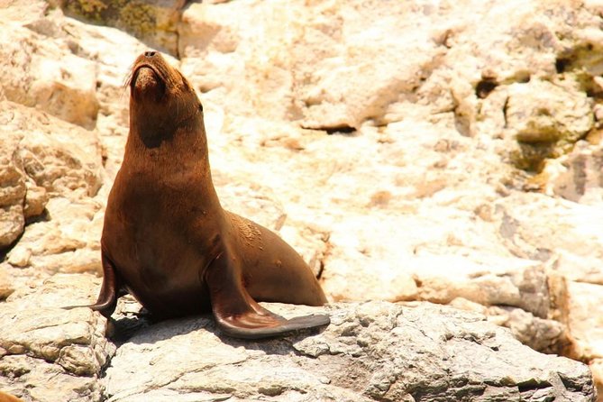 Land's End Sightseeing Boat Tour in Los Cabos - Cruise Ship Days: Plan for the Real-World Transfer