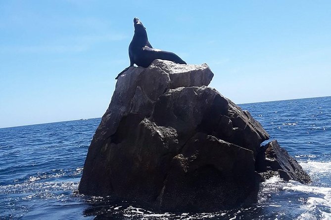 Land's End & Snorkel Tour in a Glass Bottom Boat (VisitA Cabo) - The boat ride, group size, and the glass-bottom question