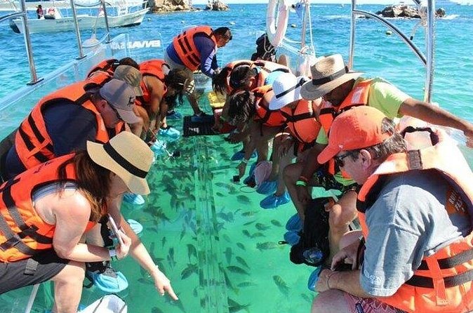Lands End Tour by Clear Boat in Cabo San Lucas - Pelican Rock: the best stop for fish and feeding from the glass