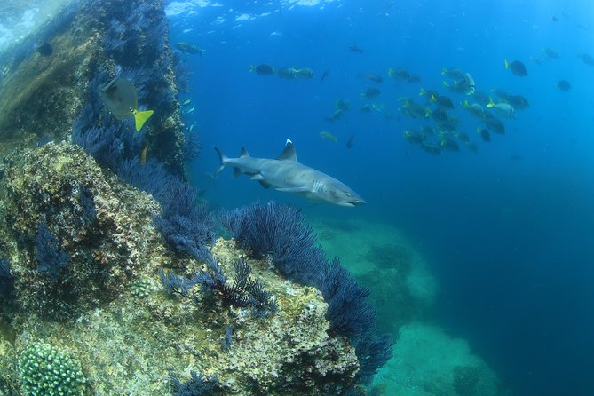 Learn to Scuba Dive in Cabo San Lucas with PADI - Stop 1 and Stop 2, Pelican Rock to El Arco de Cabo San Lucas