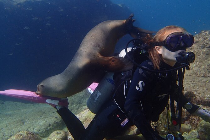 Los Cabos 2 tanks dive to The Corridor (Certified divers) - Price and value: what $147 really covers